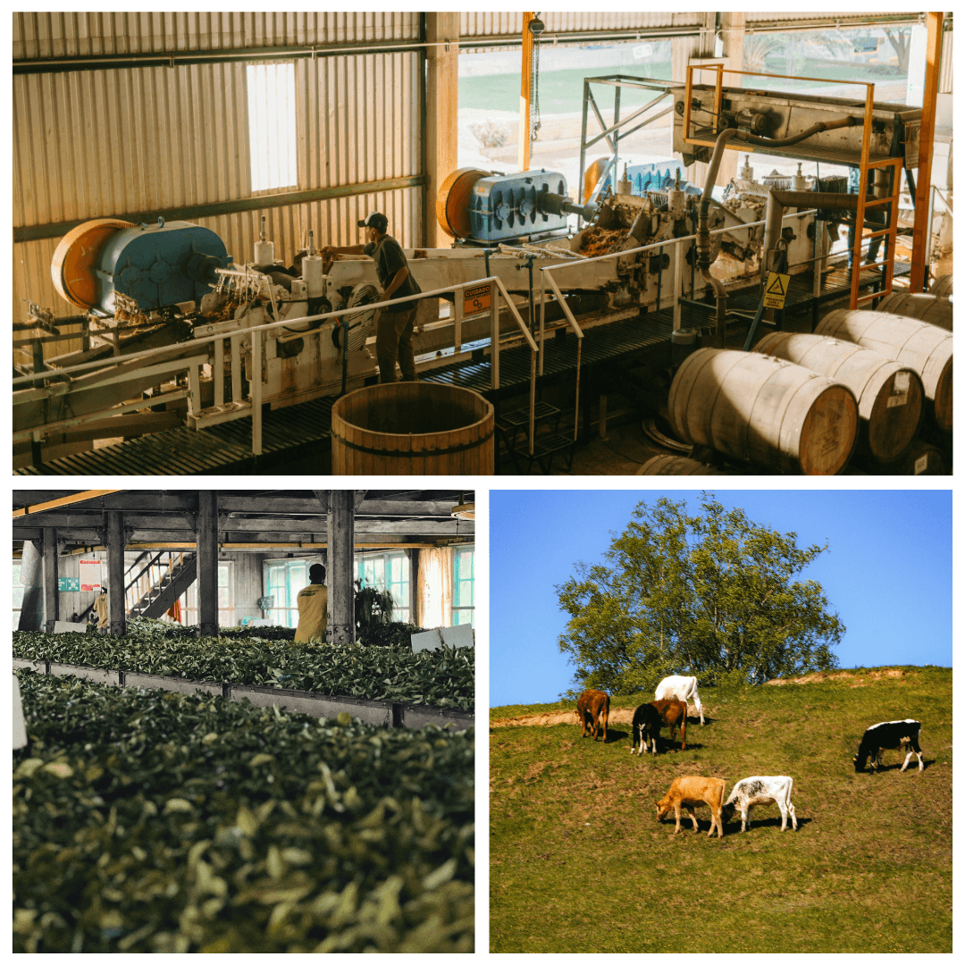 Top Industries Benefiting from Biogas Power in India