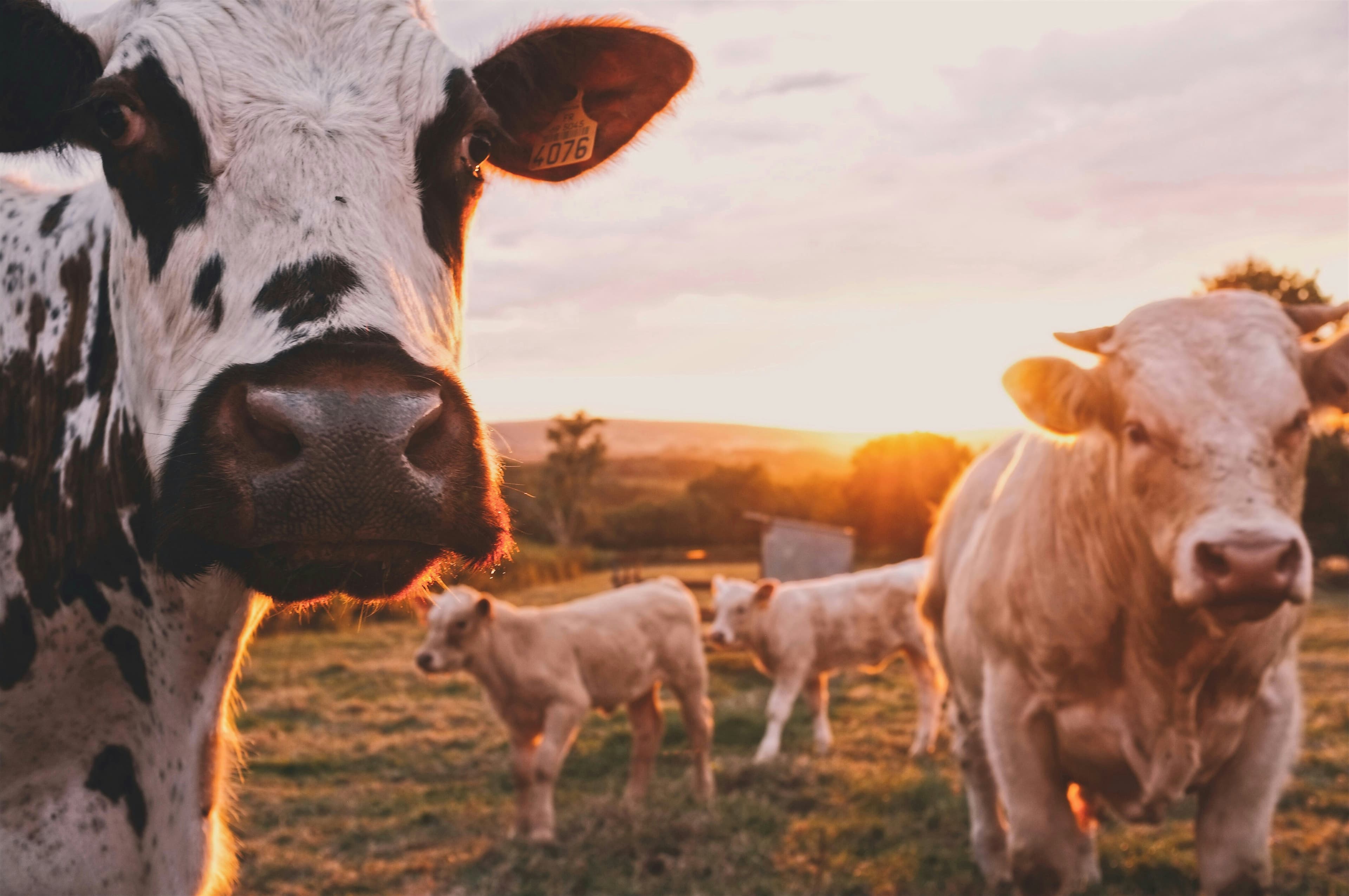 Biogas Engines for Dairy Waste